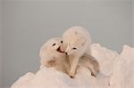 Two Arctic Foxes play on top of a large chunk of ice, Churchill, Manitoba Canada, Winter