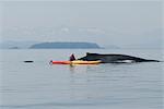 Humpback whale surfaces near a woman sea kayaker in Frederick Sound, Inside Passage, Southeast Alaska, Summer