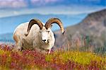 Close up of a large Dall sheep ram standing on Fall tundra near Savage River Valley in Denali National Park and Preserve, Interior Alaska, Autumn