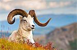 Adult Dall sheep ram resting on a hillside on Fall tundra near Savage River Valley in Denali National Park and Preserve, Interior Alaska, Autumn