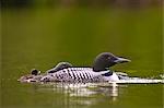 Close up of two Common loons swimming with their chick on Beach Lake, Chugach State Park, Southcentral Alaska, Summer