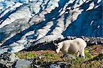 View of a mountain goat grazing on plants near Harding Icefield Trail with Exit Glacier in the background, Kenai Fjords National Park near Seward, Kenai Peninsula, Southcentral Alaska, Summer
