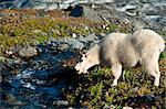 View of a mountain goat grazing on plants next to a stream near Harding Icefield Trail with Exit Glacier in the background,  Kenai Fjords National Park near Seward, Kenai Peninsula, Southcentral Alaska, Summer