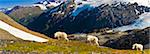 Three mountain goats near Exit Glacier's Harding Icefield Trail are foraging on a hillside on a sunny summer day in Kenai Fjords National Park, near Seward, Alaska. Exit Glacier and the Harding Icefield are in the backround. Composite