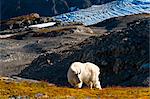 Vue d'une chèvre de montagne, pâturages près de Harding Icefield Trail, le Parc National de Kenai Fjords près de Seward, la péninsule de Kenai, en Alaska Centre-Sud, l'été