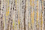 Close up of a Poplar Tree forest in Autumn creates a natural pattern, Kantishna, Denali national Park and Preserve, Interior Alaska, Autumn. HDR