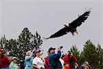 A Bald eagle just released by Mayor Dan Sullivan soars over a crowd of spectators as it takes off during Bird TLC's Fall Festival, Anchorage, Southcentral Alaska, Autumn