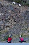 Photographers photograph a Dall sheep ewe and lamb in the rocks at the side of the Seward Highway, Southcentral Alaska, Summer