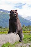 Un ours mâle adulte Pond sur et paresseusement chevauche un journal, centre de Conservation de la faune de l'Alaska, Centre-Sud Alaska, l'été. En captivité