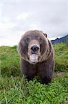 Close up wide-angle view of a Brown bear at Alaska Wildlife Conservation Center, Southcentral Alaska, Summer. Captive