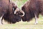 Two bull musk ox stand face to face in a confrontation during the rutting season at Alaska Wildlife Conservation Center, Southcentral Alaska, Autumn. Captive