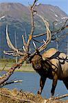 An adult Roosevelt bull elk thrashes a tree with his antlers during the Autumn rut, Alaska Wildlife Conservation Center near Portage, Southcentral Alaska. CAPTIVE