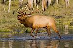 An adult bull Roosevelt elk walks through a pond while bugling, Alaska Wildlife Conservation Center near Portage, Southcentral Alaska, Autumnm. CAPTIVE