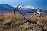 View of caribou antler rack lying on a grassy mound with the northside of Mt. McKinley in the background, Denali National Park and Preserve in Interior Alaska, Autumn