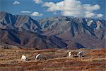 Band of four Dall rams graze on the Autumn colored tundra with the Alaska Range in background, Denali National Park and Preserve, Interior Alaska, Autumn