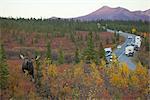 Ein Erwachsener Bull Moose Spaziergänge unter Herbst farbiger Pinsel im Denali- Nationalpark während Autos und Camper nehmen Sie Bilder vom Park Road, Alaska Interior, Fall