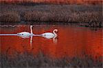 Pair of Trumpeter Swans swim in Potter Marsh at sunset with sun casting a deep red color on the water, Anchorage, Southcentral Alaska, Autumn