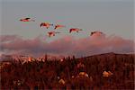 Eine Band der Trompeter Schwäne fliegen über Anchorage Hügel in den letzten Minuten des Sonnenuntergangs, South Central Alaska, Herbst