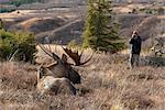 Man photographs a resting bull moose at Powerline Pass area, Anchorage, Southcentral Alaska, Autumn