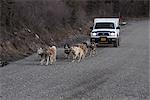 Une équipe de chiens de traîneaux sont retroussé pour lancer devant une camionnette pour leurs exercices quotidiens dans le Denali National Park and Preserve, intérieur de l'Alaska, automne