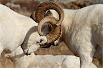 Deux béliers de mouflons de Dall verrouiller cornes lors de son combat pour la domination durant le rut d'automne dans le Denali National Park and Preserve, intérieur de l'Alaska, automne