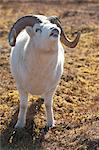 A Dall sheep ram tests the air after sniffing a female's urine to see if she is in heat for breeding, Denali National Park and Preserve, Interior Alaska, Autumn