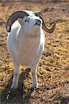 Eine Dall-Schaf Ram testet die Luft nach einer Frau Urin um festzustellen, ob sie in der Hitze für die Zucht, Denali Nationalpark und Reservat, Alaska Interior, Herbst ist schnüffeln