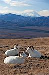 Trois moutons de Dall ram au repos dans une prairie de haute montagne avec Mt. McKinley en arrière-plan, l'intérieur de l'Alaska, automne