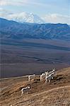 Band of Dall sheep ram standing and grazing in a high mountain meadow with Mt. McKinley in the background, Interior Alaska, Autumn