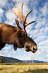 A low-angle photo of a bull moose's head and neck taken, Alaska Wildlife Conservation Center, Southcentral Alaska, Autumn. CAPTIVE