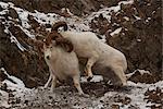 Deux béliers de mouflons de Dall se battre durant le rut d'automne tardif dans les montagnes Chugach, centre-sud de l'Alaska