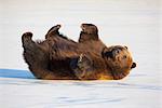 Erwachsene Braunbär Rollen auf dem Rücken in den Schnee im Alaska Wildlife Conservation Center, Portage, South Central Alaska, Winter, CAPTIVE