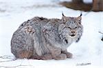 Le Lynx du Canada accroupi sur la couverte au sol en Alberta, au Canada, hiver. EN CAPTIVITÉ