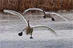 Two Tundra Swans fly over a pond near Portage, Southcentral Alaska, Autumn