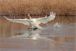 Ein einzelnes Trompeterschwan kommt in für eine Landung bei Potter Marsh in der Nähe von Anchorage, South Central Alaska, Herbst