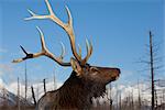 Profile view of a Rocky Mountain Bull Elk at Alaska Wildlife Conservation Center, Southcentral Alaska, Winter. CAPTIVE