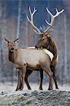 Un wapiti mâle de Rocky Mountain lèche un les wapitis sur son dos pendant la saison de rut, centre de Conservation de la faune de l'Alaska, centre-sud de l'Alaska, automne. EN CAPTIVITÉ