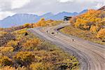 Neuf loups (Canis lupis), partie du Granite Creek Pack, promenade le long de la route vers un bus de tournée est arrêtée avec la chaîne de l'Alaska à l'arrière-plan, Denali National Park and Preserve dans l'intérieur de l'Alaska, automne