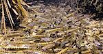 Underwater view of chum salmon (Oncorhynchus keta, Salmonidae) fry near mouth of stream while migrating out to sea near Cordova, Southcentral Alaska, Spring.