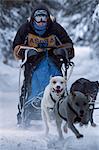 Musher racing in the Lake Memorial Race, Tozier Track, Anchorage, Southcentral Alaska, Winter