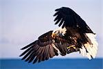 Weisskopfseeadler Fang einen Fisch in der Luft auf den Homer Spit, Kenai-Halbinsel in South Central Alaska, Frühling