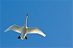 Trumpeter Swan in flight over Westchester Lagoon, Anchorage, Southcentral Alaska, Fall