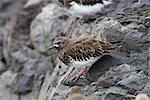 Schwarzes Turnstone thront auf einem Felsen auf Montague Island Küstenlinie, Prince William Sound, South Central Alaska, Frühling