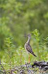 Größere Yellowlegs stehende Warnung am Copper River Delta in der Nähe von Cordova, South Central Alaska, Sommer