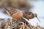 Long-billed dowitchers feeding in marsh on Copper River Delta, Southcentral Alaska, Spring