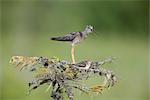 Wenigsten Sandpiper und größere Yellowlegs thront in derselben Struktur am Copper River Delta, South Central Alaska, Sommer