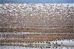 Large flock of Western Sandpipers and Dunlins taking flight on mud flats of Hartney Bay during Spring migration, Copper River Delta, Southcentral Alaska