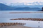 Oiseaux de rivage troupeau (principalement des Bécasseaux d'Alaska et des Bécasseaux variables) se percher en face du centre-sud montagnes Chugach, Delta de la rivière Copper, en Alaska, printemps