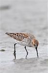 Western Sandpiper searches for food in the mud flats, Hartney Bay, Cordova, Prince William Sound, Southcentral Alaska, Spring