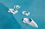 Wolf prints in snow on the blue ice of the frozen North Fork of the Koyukuk River in Gates of the Arctic National Park & Preserve, Arctic Alaska, Winter